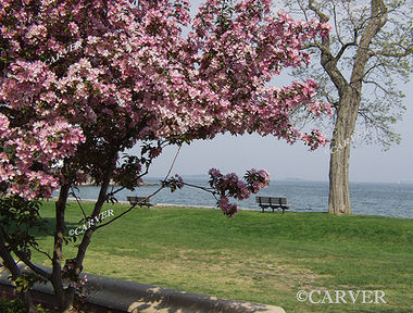 Simple Pleasures
Cherry blossoms color a spring day at Lynch Park in Beverly, MA.
Keywords: Beverly; art; cherry blossom; lynch park; beach; ocean; photograph; picture; print; sea;
