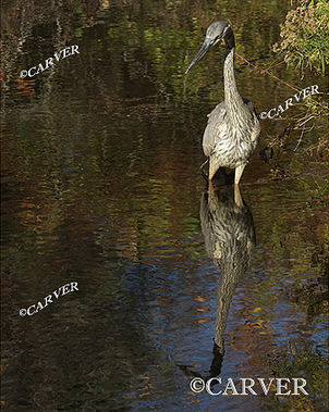 Blue Heron I
Looking for lunch at the Audubon Sanctuary in Marblehead, MA the young blue Heron is oblivious to the photographer less than 30 feet away.
Keywords: Blue Heron; bird; autumn; photo; picture; print