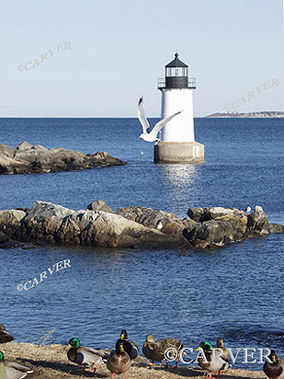 Gullhouse II
Seagulls rule the January day while ducks await a handout. 
From Winter Island in Salem, MA.
Keywords: lighthouse; salem; seagull; duck; winter; photograph; picture; print