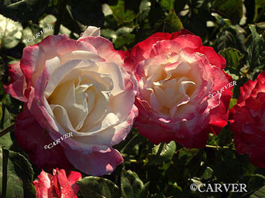 Two Tones
Roses in the Garden at the Ropes Mansion in Salem, MA.
Keywords: garden; salem; rose; ropes; mansion; photograph; picture; print