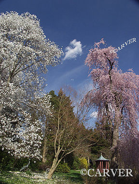  Spring!
Dogwood and Cherry blossoms stand out at Long Hill in Beverly, MA.
Keywords: spring; Long Hill; Beverly; flower; public garden; garden; photograph; picture; print