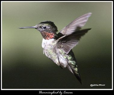 Hummingbird_5121435_carver.jpg