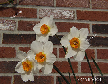 Bay St Blooming
 Flowers with a brick wall background from Beverly, MA.
Keywords: Beverly; flower; brick; photograph; picture; print