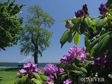 Springtime Geometry
Rhododendrons blossom by the sea at  Lynch Park in Beverly, MA.
