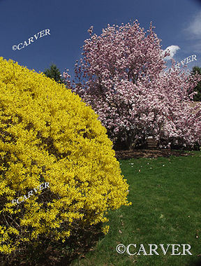 Spring Out Front
A front yard in Topsfield, MA
Keywords: Cherry Blossom; forsythia blossom; spring; topsfield; photograph; picture; print