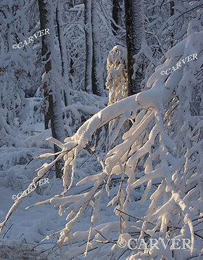 Soft Lights
The morning after a "wicked" snowstorm. 
Sunlight breaks through the heavy branches.
Keywords: winter; snow; northeaster; backlight; Ipswich; photograph; picture; print