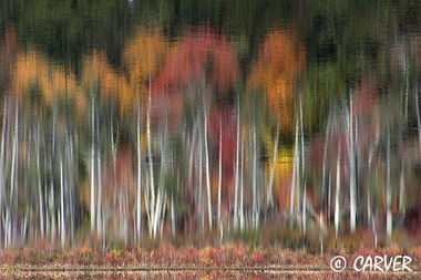 Waters Colored III
Reflected off of Hoods Pond this inverted shoreline shows some fall colors 
broken by the birch trees and the rippled water.
Keywords: fall; reflection; autumn; colors; trees; foliage; picture; photograph