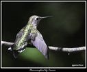 Hummingbird_5148019_carver.jpg