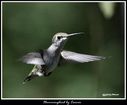 Hummingbird_5151527_carver.jpg